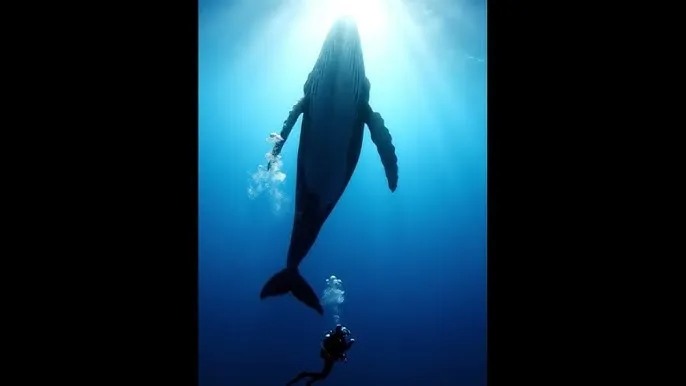 暗网禁区 - 深蓝星球：探索海洋深处的未知世界
